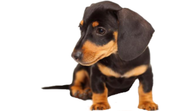 animals&Dachshund png image.