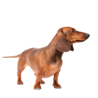 animals & Dachshund free transparent png image.