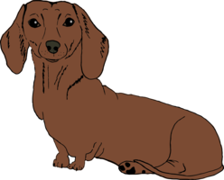 animals & Dachshund free transparent png image.