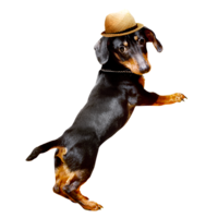 animals & Dachshund free transparent png image.