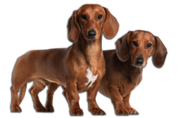 animals & Dachshund free transparent png image.