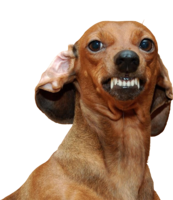 animals & Dachshund free transparent png image.