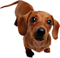 animals & Dachshund free transparent png image.