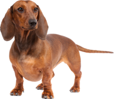 animals & Dachshund free transparent png image.