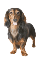 animals & Dachshund free transparent png image.