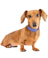 animals & dachshund free transparent png image.