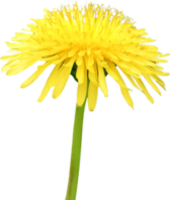 flowers & dandelion free transparent png image.