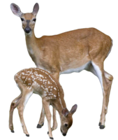 animals&Deer png image.