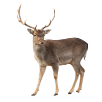 animals & deer free transparent png image.