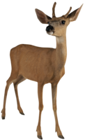 animals & deer free transparent png image.