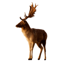 animals & Deer free transparent png image.