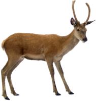 animals & Deer free transparent png image.