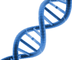 miscellaneous & dna free transparent png image.