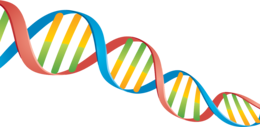 miscellaneous & dna free transparent png image.