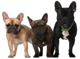 animals & Dogs free transparent png image.