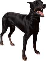 animals & dogs free transparent png image.