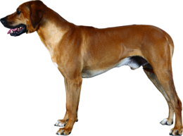 animals & Dogs free transparent png image.