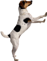 animals & Dogs free transparent png image.