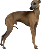 animals & Dogs free transparent png image.