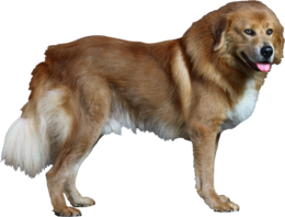 animals & dogs free transparent png image.