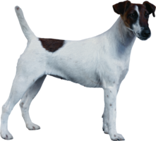 animals & dogs free transparent png image.