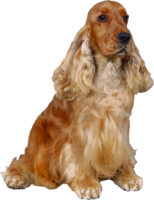 animals & dogs free transparent png image.