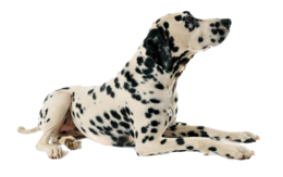 animals & dogs free transparent png image.