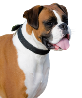 animals & dogs free transparent png image.