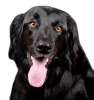 animals & dogs free transparent png image.