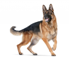 animals & Dogs free transparent png image.