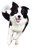 animals & Dogs free transparent png image.