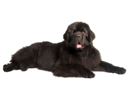 animals & Dogs free transparent png image.