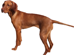 animals & Dogs free transparent png image.