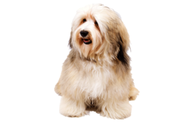 animals & Dogs free transparent png image.