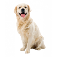 animals & dogs free transparent png image.