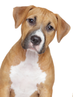 animals & Dogs free transparent png image.