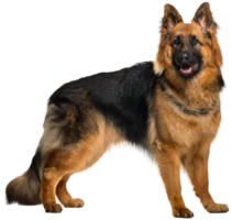 animals & dogs free transparent png image.