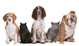 animals & dogs free transparent png image.