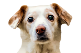 animals & Dogs free transparent png image.