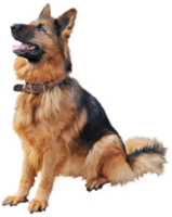 animals & dogs free transparent png image.