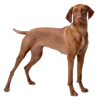 animals & Dogs free transparent png image.