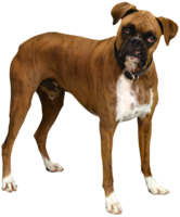 animals & Dogs free transparent png image.