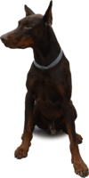 animals & dogs free transparent png image.