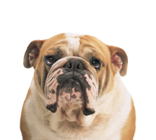 animals & dogs free transparent png image.