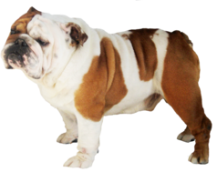 animals & Dogs free transparent png image.