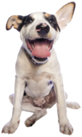 animals & Dogs free transparent png image.