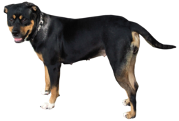 animals & Dogs free transparent png image.