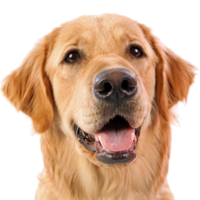 animals & dogs free transparent png image.