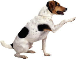 animals & dogs free transparent png image.