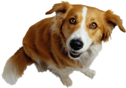 animals & dogs free transparent png image.